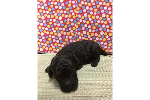 成約済の静岡県のトイプードル-51719の3枚目